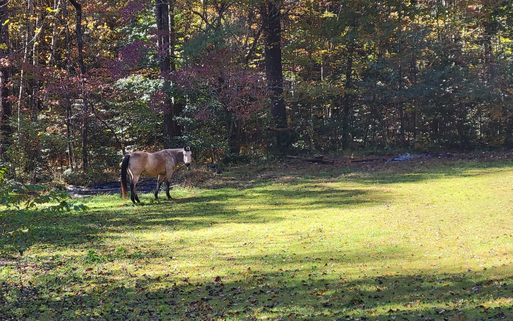 1131 E Pine Ridge Road