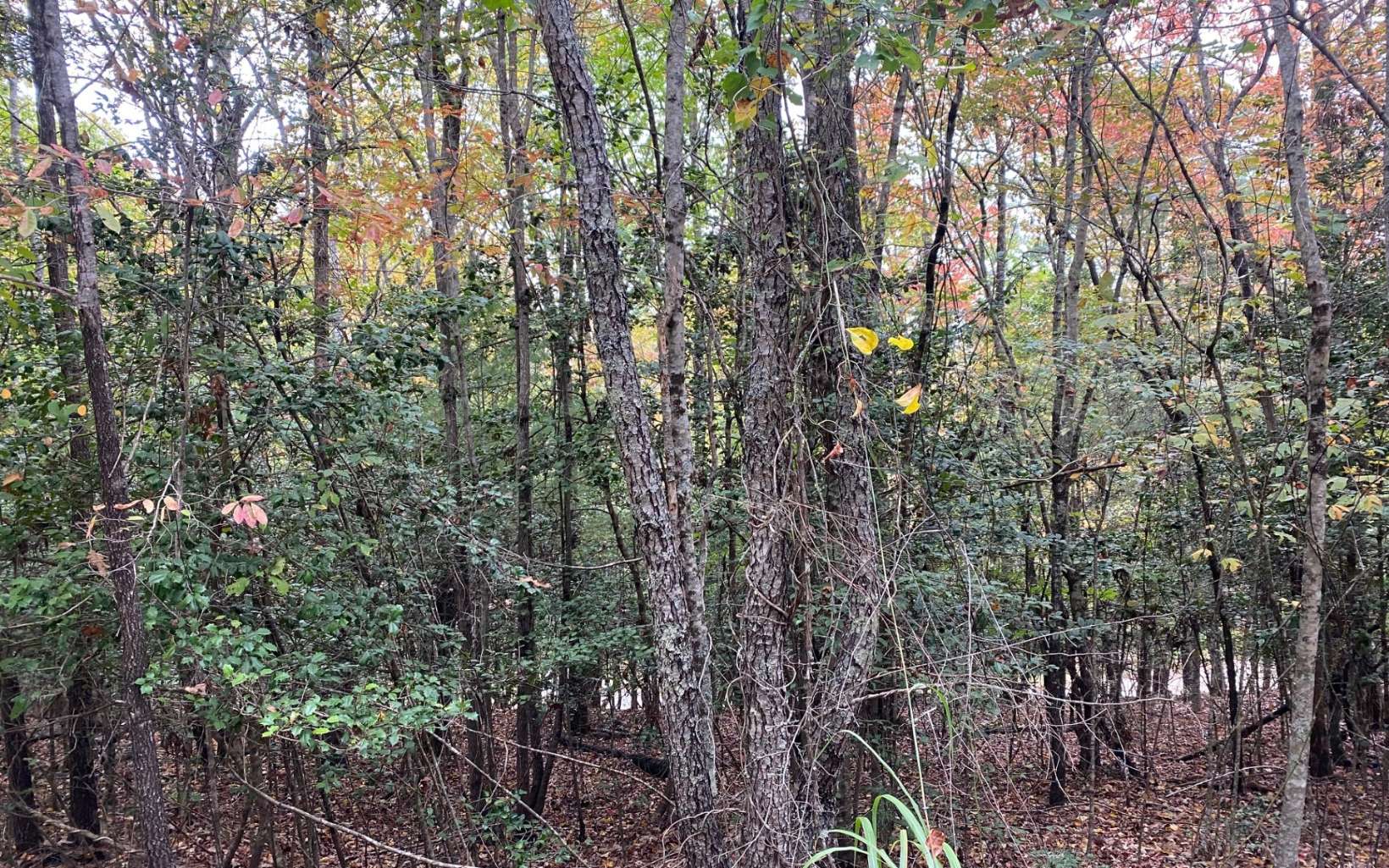 LOT 2 Notla Mtn Retreat