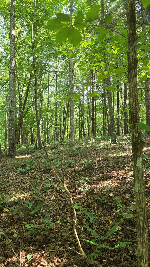 Lot 4 V Addington Road