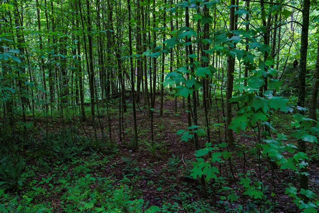 Lot M2 Georgianna Lane