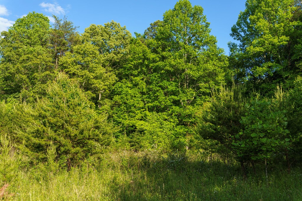 TR 1&2 W Gum Log Road