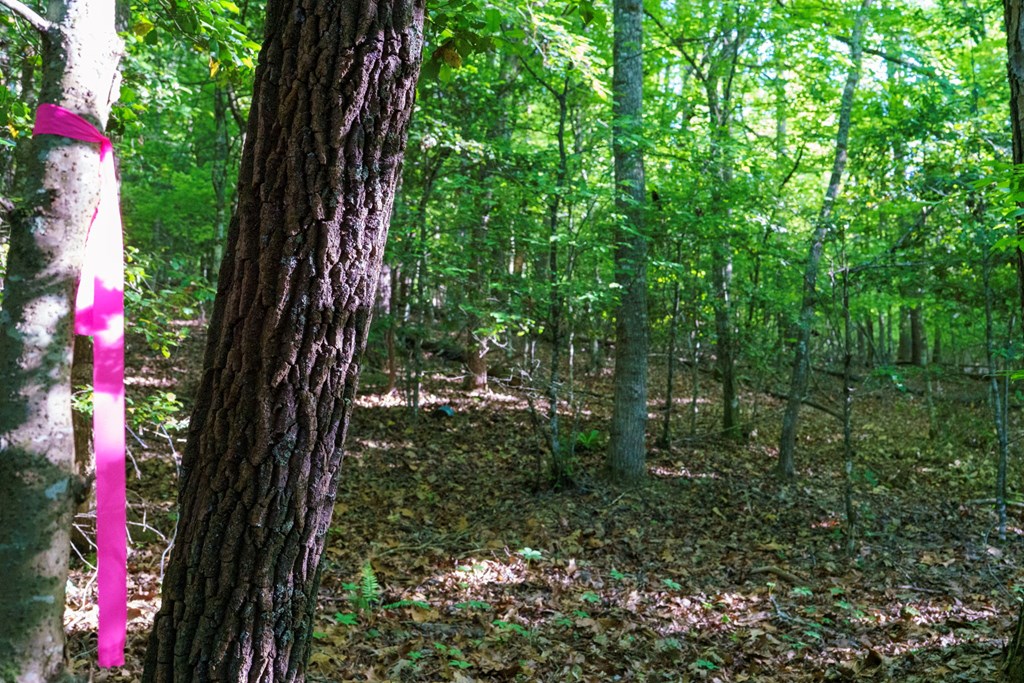 TR 1&2 W Gum Log Road