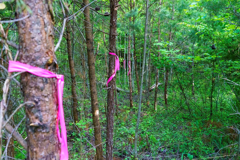 TR 1&2 W Gum Log Road