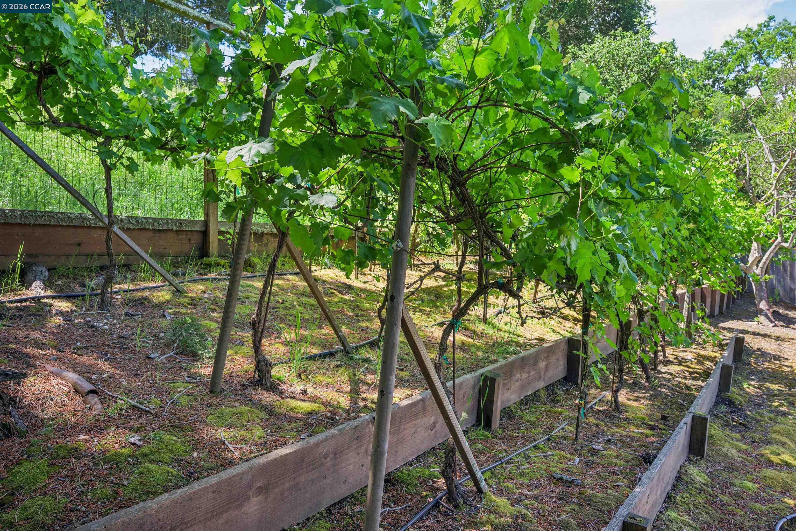 3231 Camino Colorados