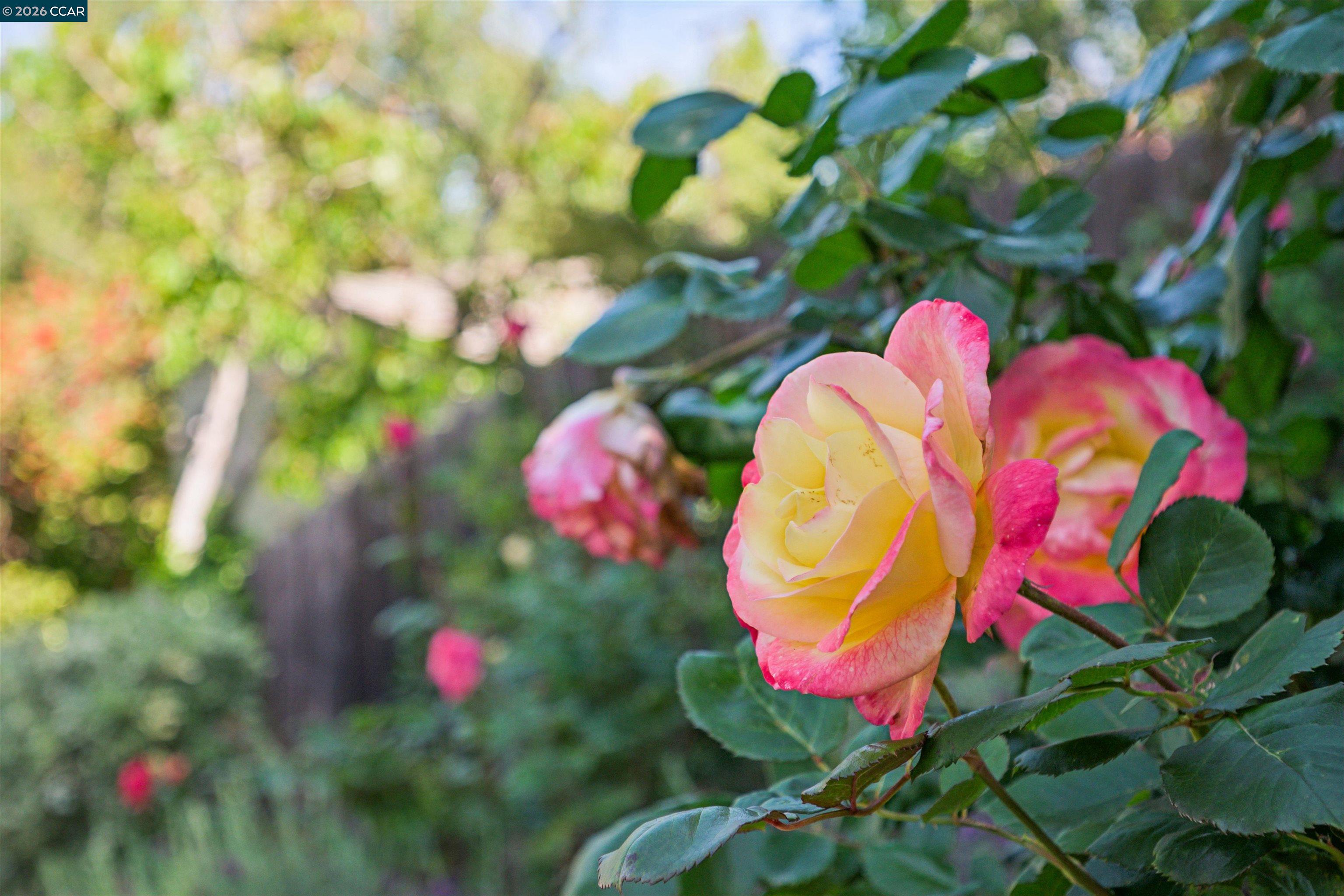 3231 Camino Colorados