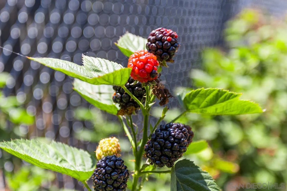 14210 Tierra Bonita Road, Poway