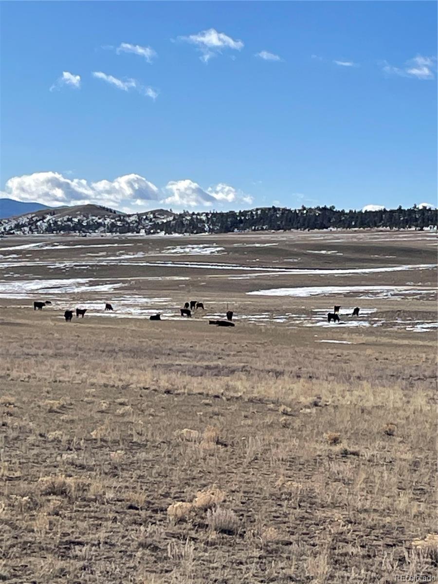 Open winter pasture with cattle, scattered snow, and wooded hills along the horizon.