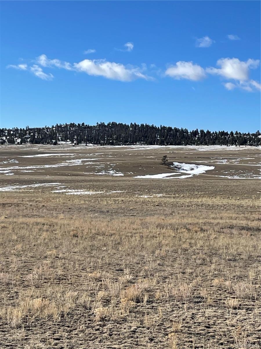 Open grassy acreage with scattered snow patches and a distant evergreen tree line.