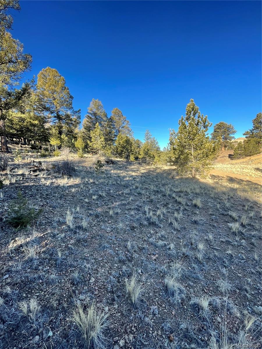 Rocky vacant lot with scattered pine trees and dry grass beneath a clear blue sky.