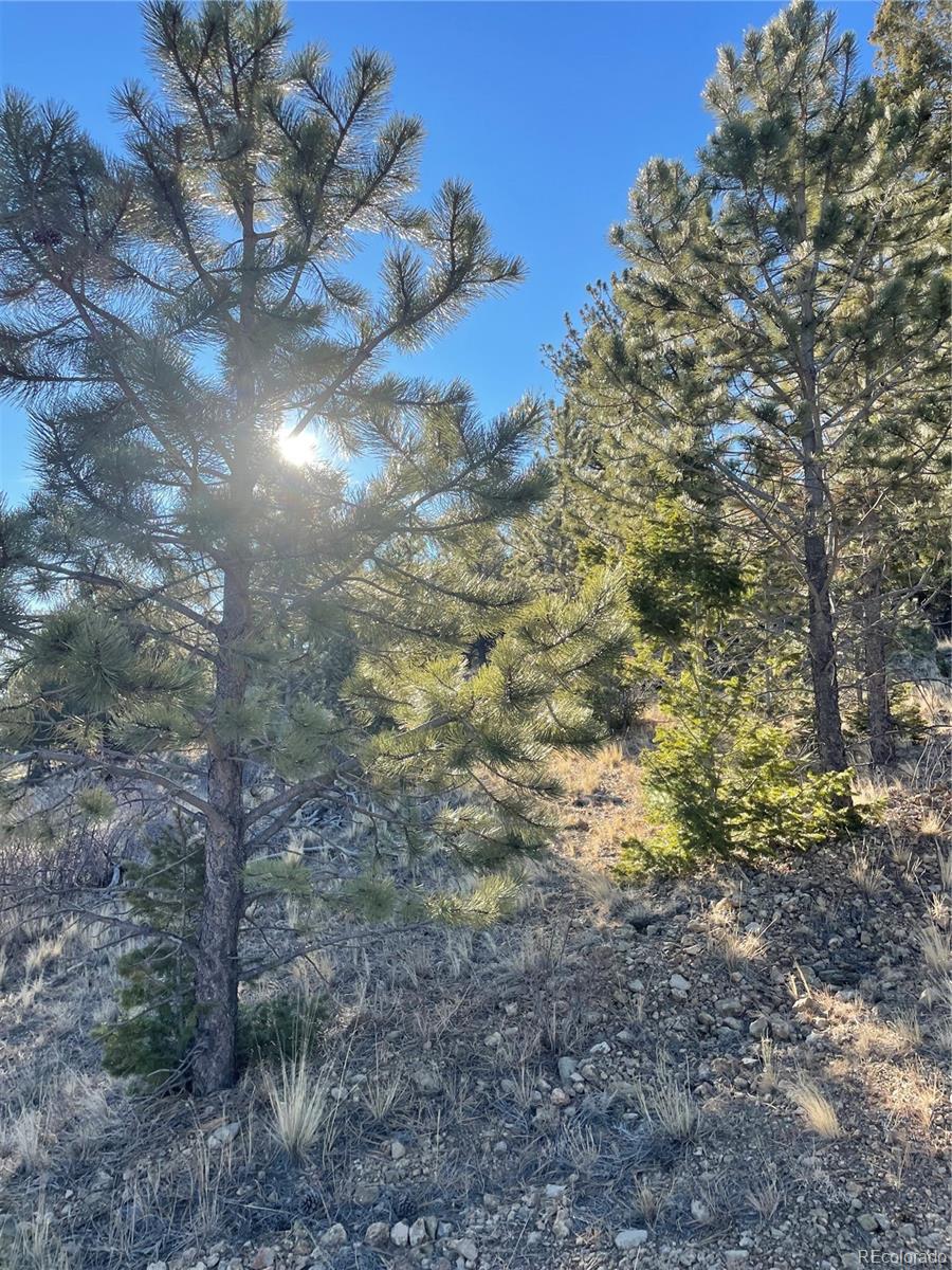 Rocky, wooded land with pine trees and dry grass in bright sunlight.