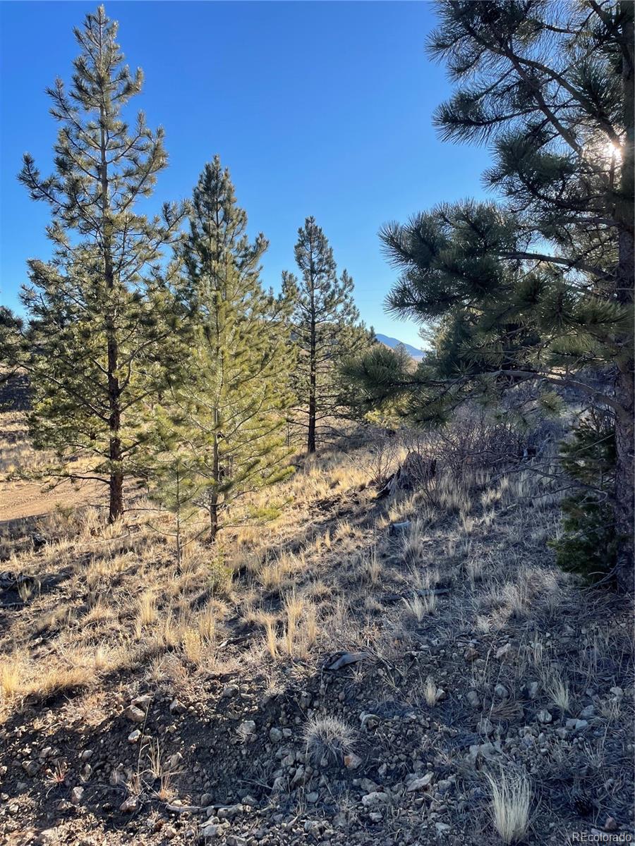 Rocky vacant lot with scattered pines, dry grass, and distant mountain views.