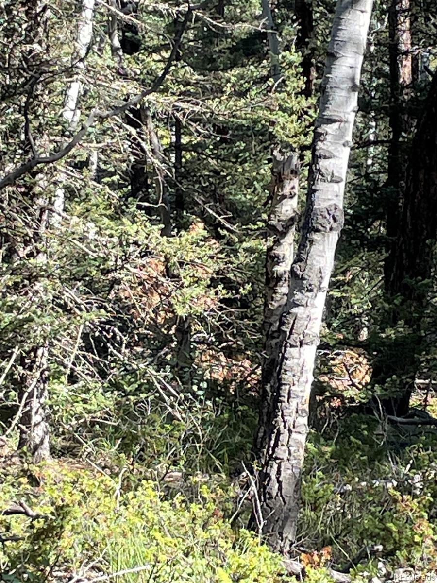 464 Saddleback Creek Drive