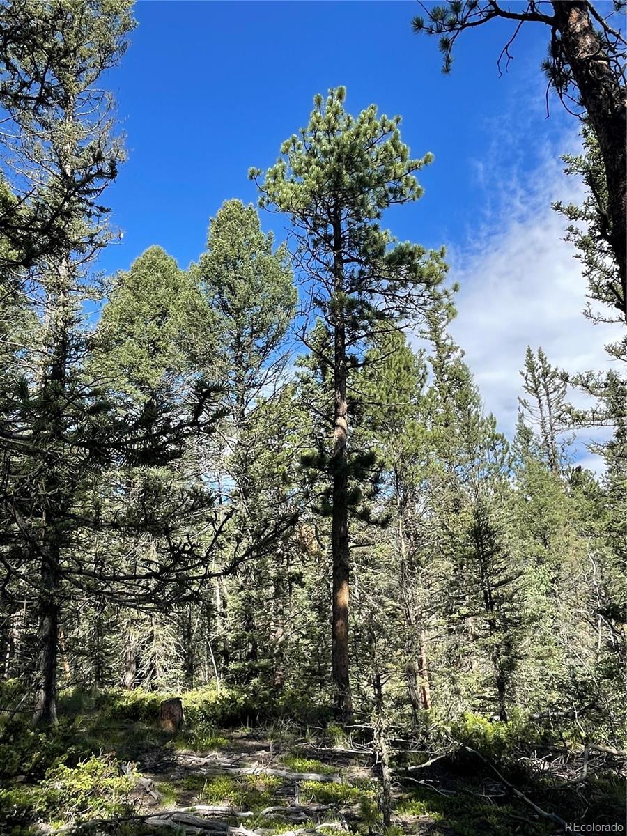 464 Saddleback Creek Drive