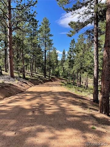 Unpaved road winding through tall pine trees.