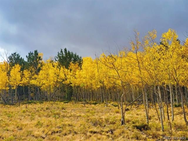 Golden autumn aspen grove with scattered pines across a grassy property.
