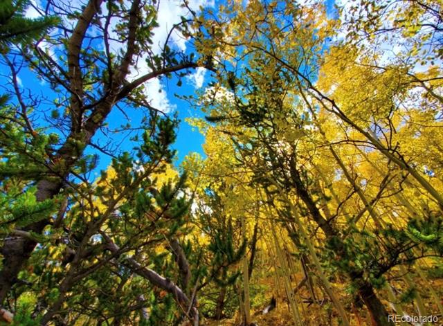 Golden autumn aspens and evergreen pines frame a bright blue sky.