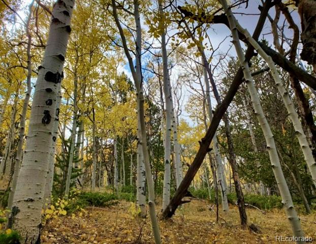 Wooded property with white-barked aspens and yellow autumn foliage.