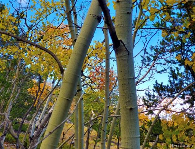 Aspen trunks rise among bright yellow autumn leaves beneath a blue sky.