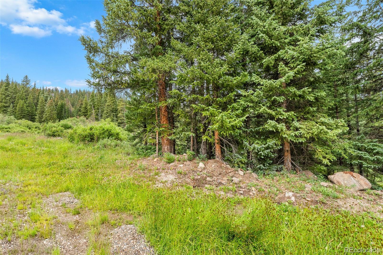 Grassy, rocky clearing bordered by dense evergreen forest.