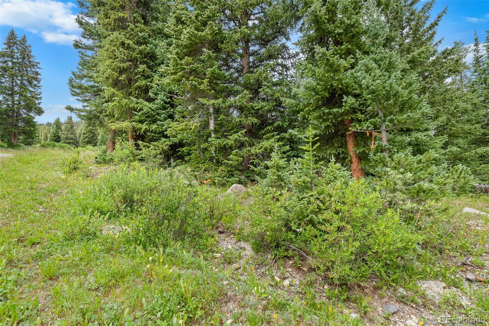 Wooded vacant land with a grassy clearing, rocky ground, and mature evergreen trees.
