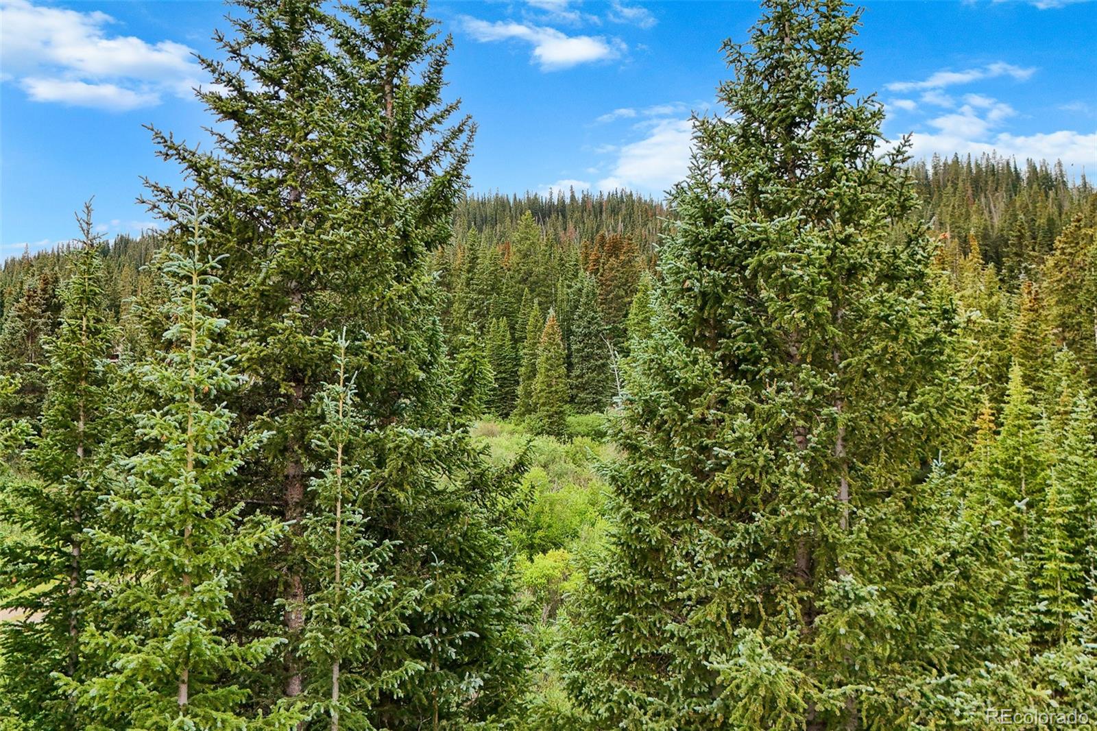 Wooded mountain property with dense evergreens and a forested ridge.
