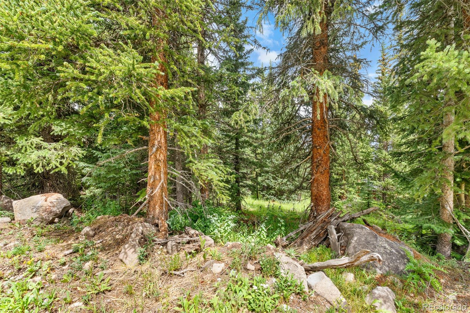 Wooded property with evergreen trees, rocky ground, and a small grassy clearing.