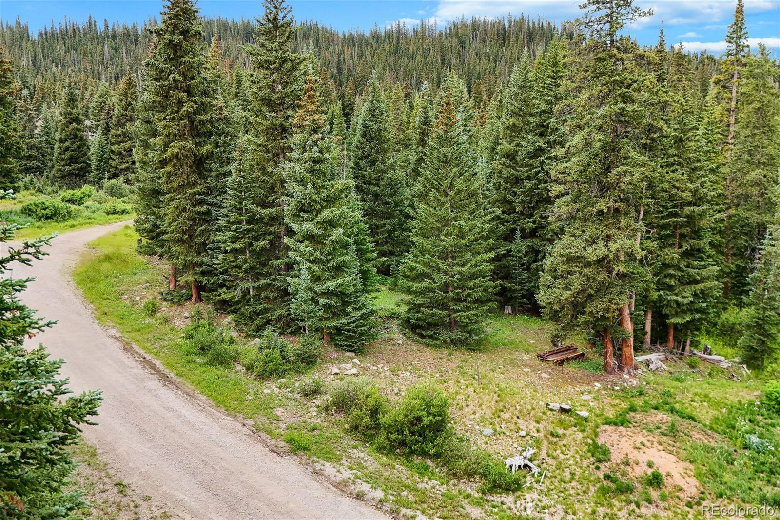 Forested vacant land beside a curving gravel road, with dense evergreen trees.