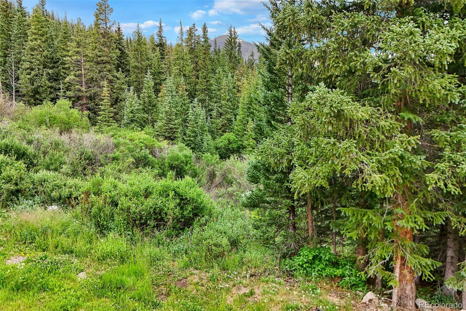 Mountain land covered in evergreen forest and shrubs, with a peak visible through the trees.