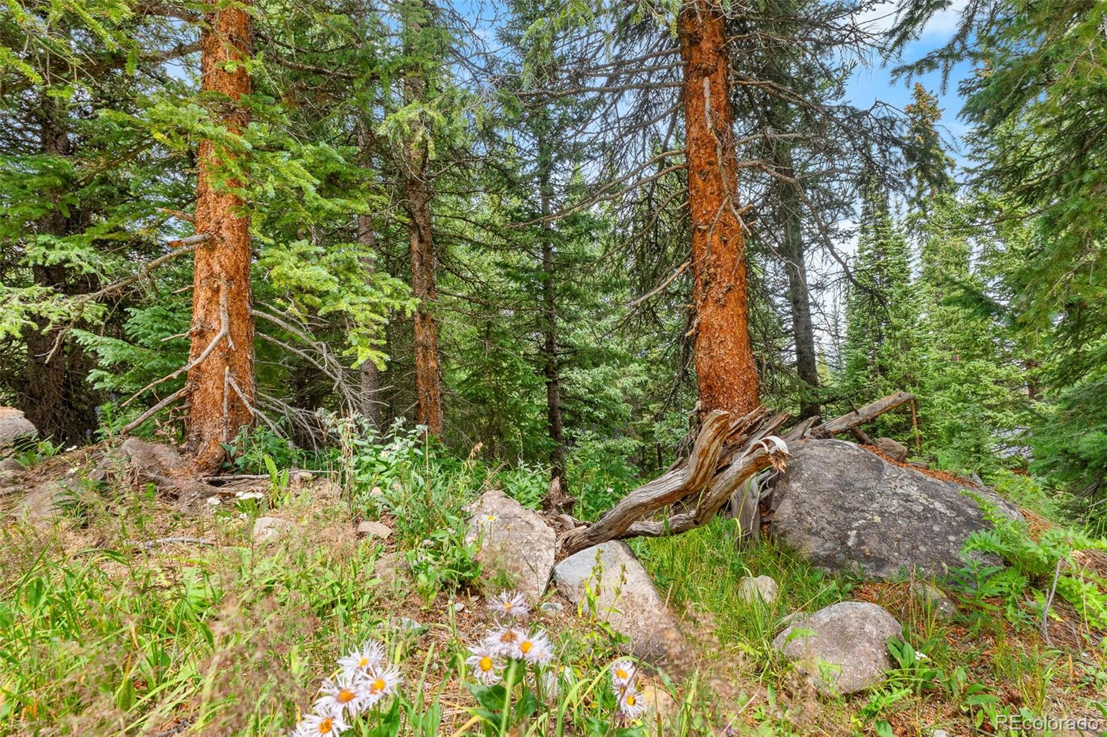 Wooded property with evergreen trees, wildflowers, boulders, and a fallen tree.