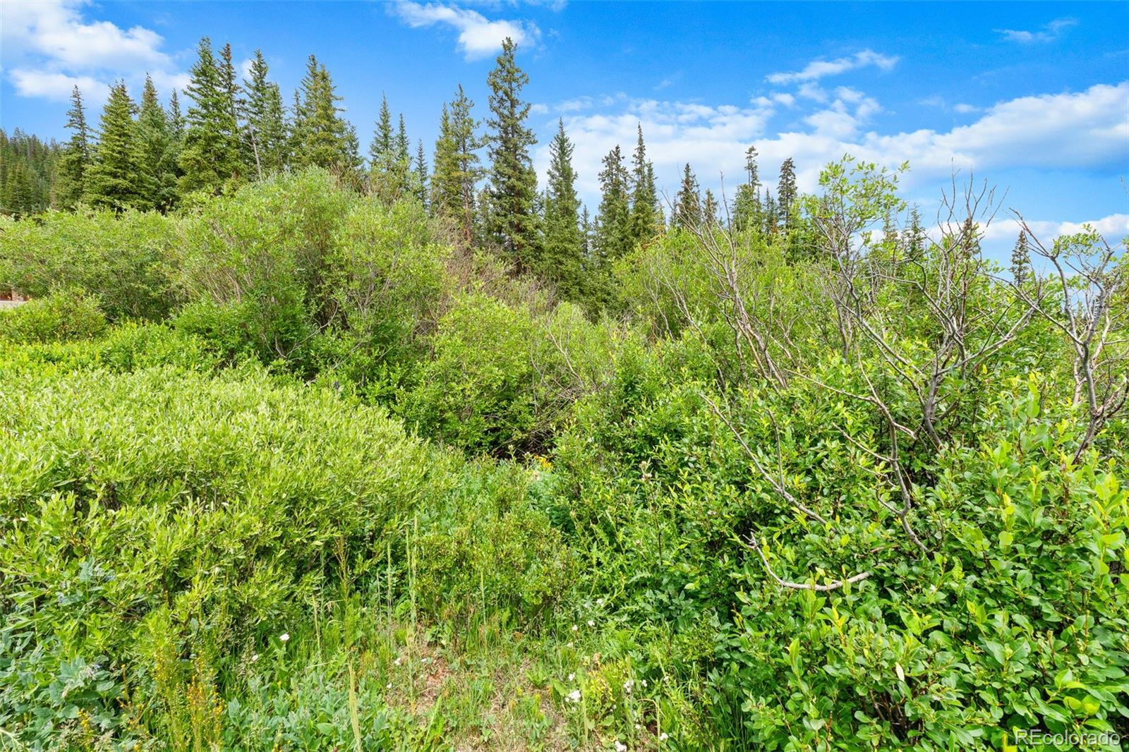 Wooded mountain property with dense green shrubs, evergreen trees, and a blue summer sky.