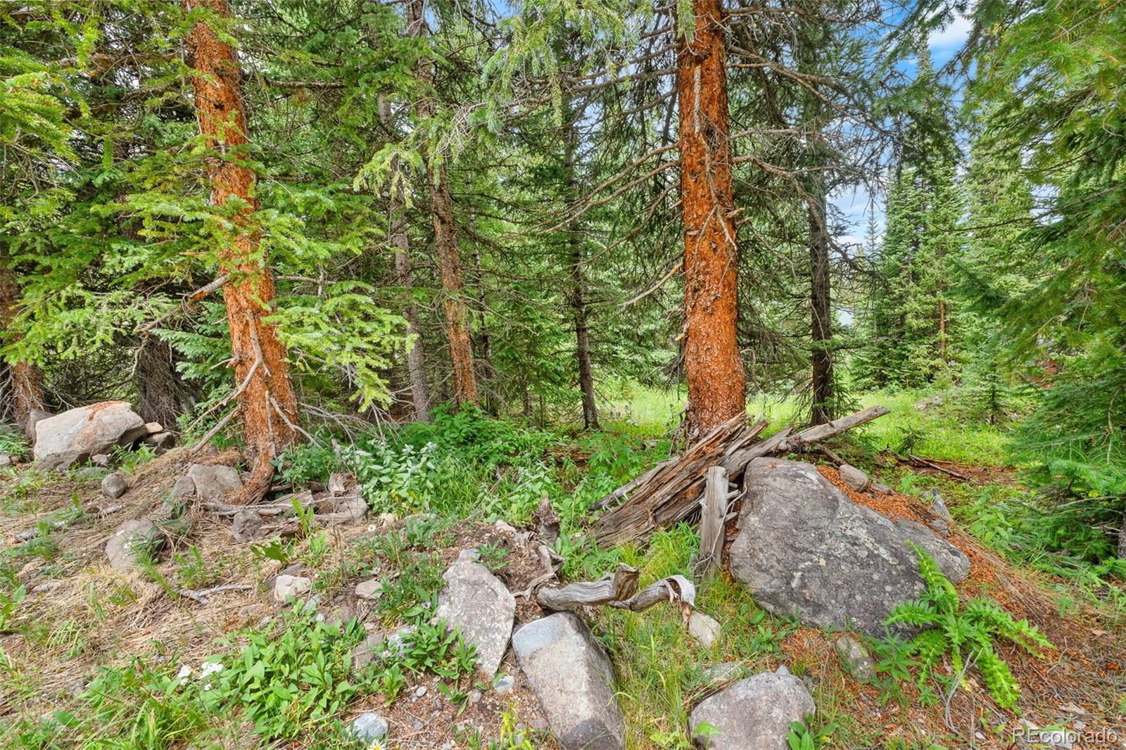 Wooded property with evergreen trees, rocky ground, and fallen logs.