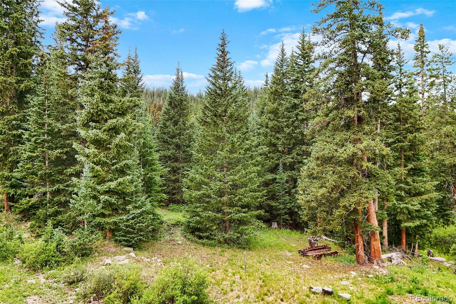 Wooded property with a grassy clearing, dense evergreens, and scattered rocks.