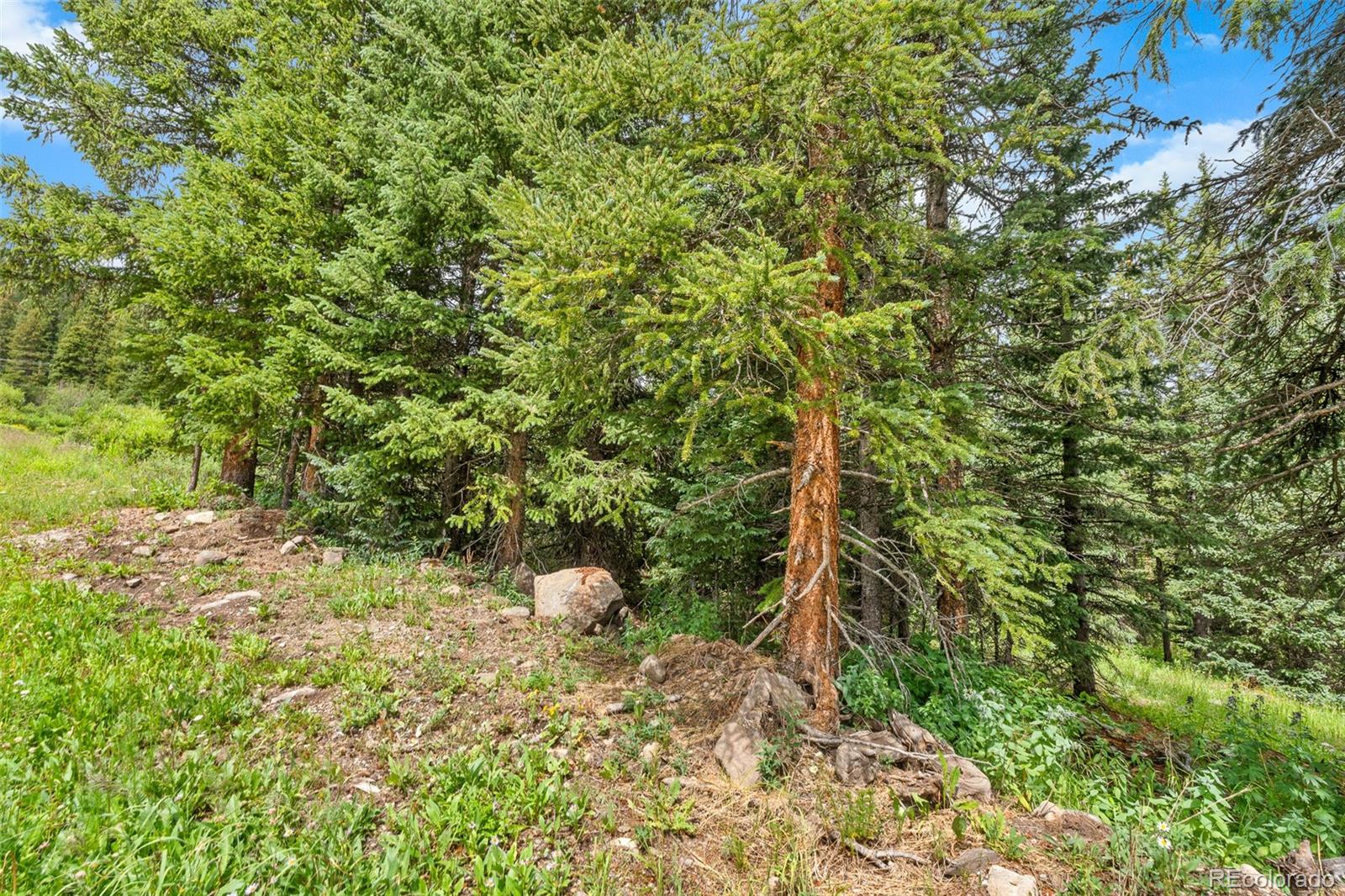 Rocky, sloping land with dense evergreen trees, low vegetation, and scattered boulders.