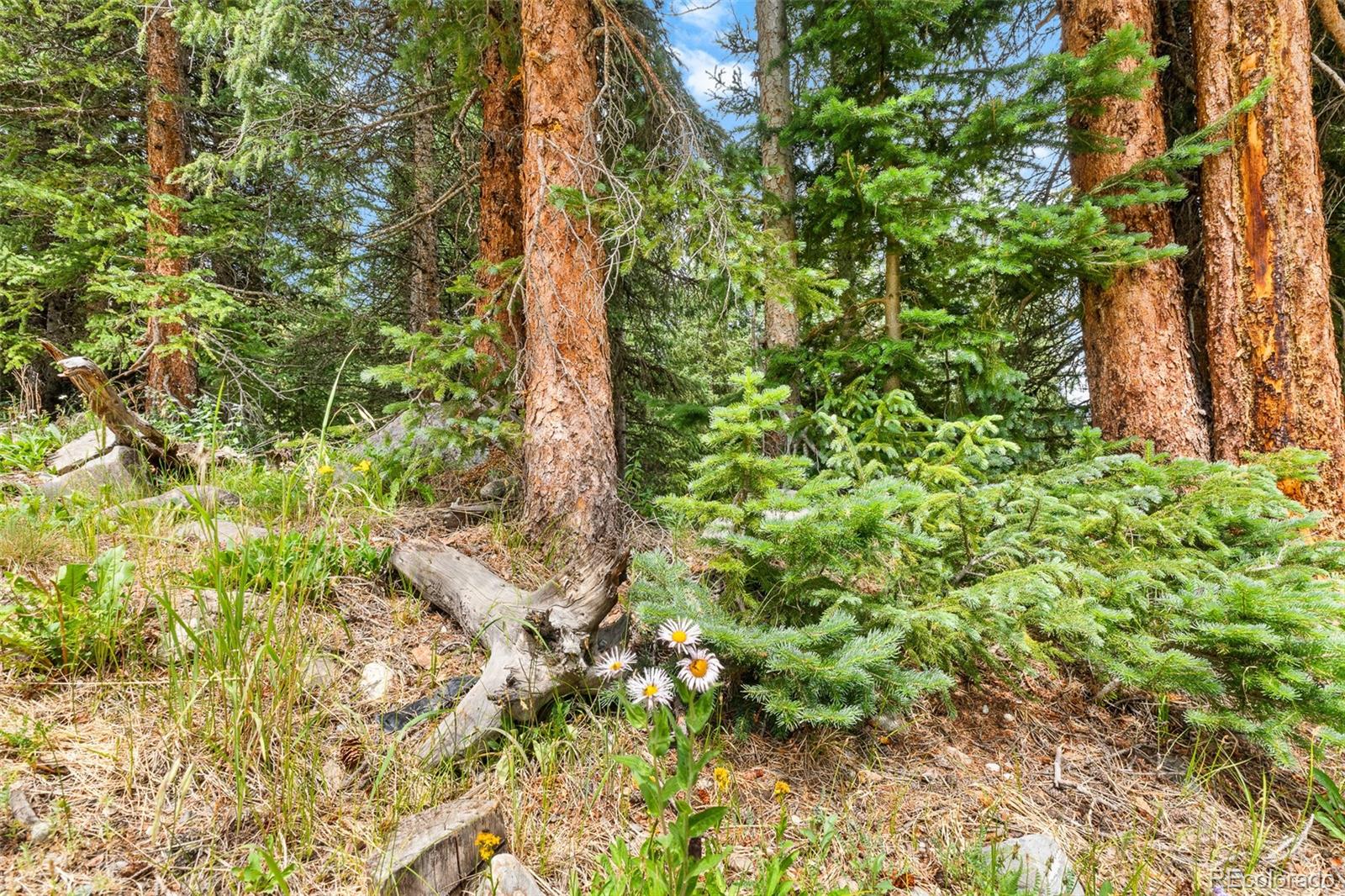 Wooded land with tall conifers, young evergreens, and wildflowers