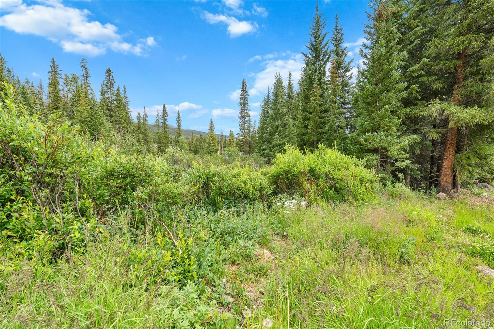 Wooded property clearing with tall evergreens and a distant mountain ridge.