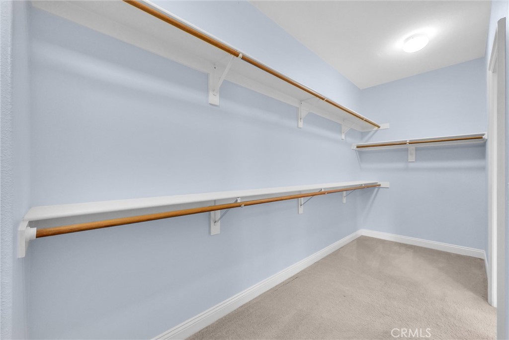 23 Carpenteria