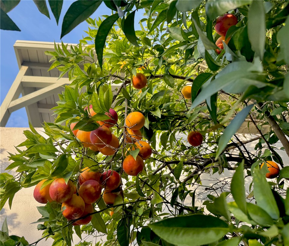 2307 El Contento Drive