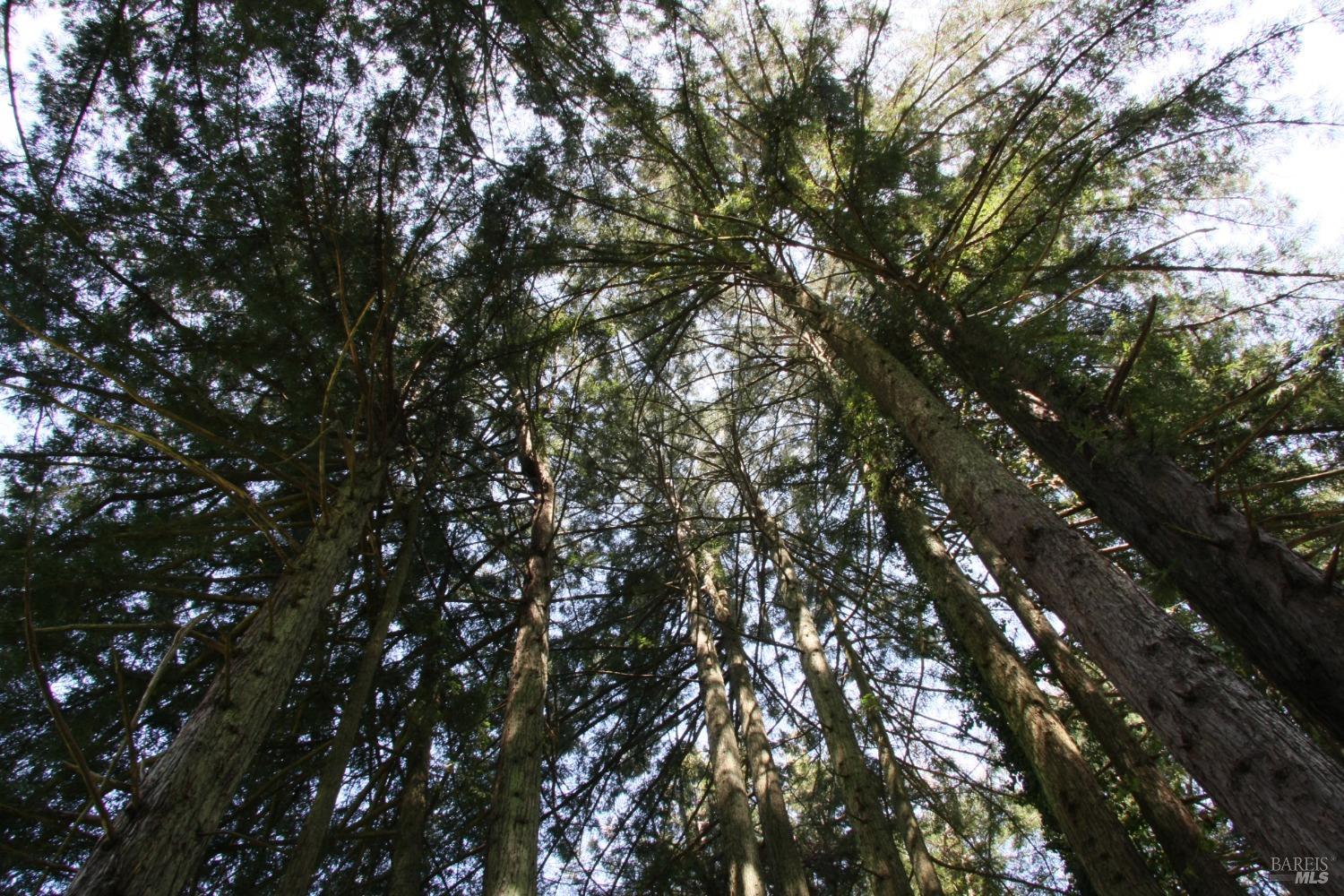 10966 Barnett Valley Road