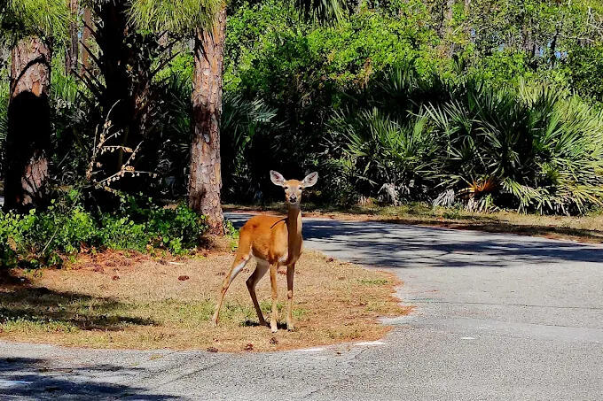 13170 SE Flamingo Drive