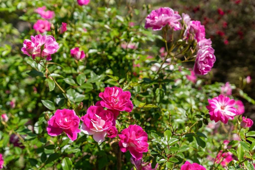 1444 N Twin Oaks Valley RD