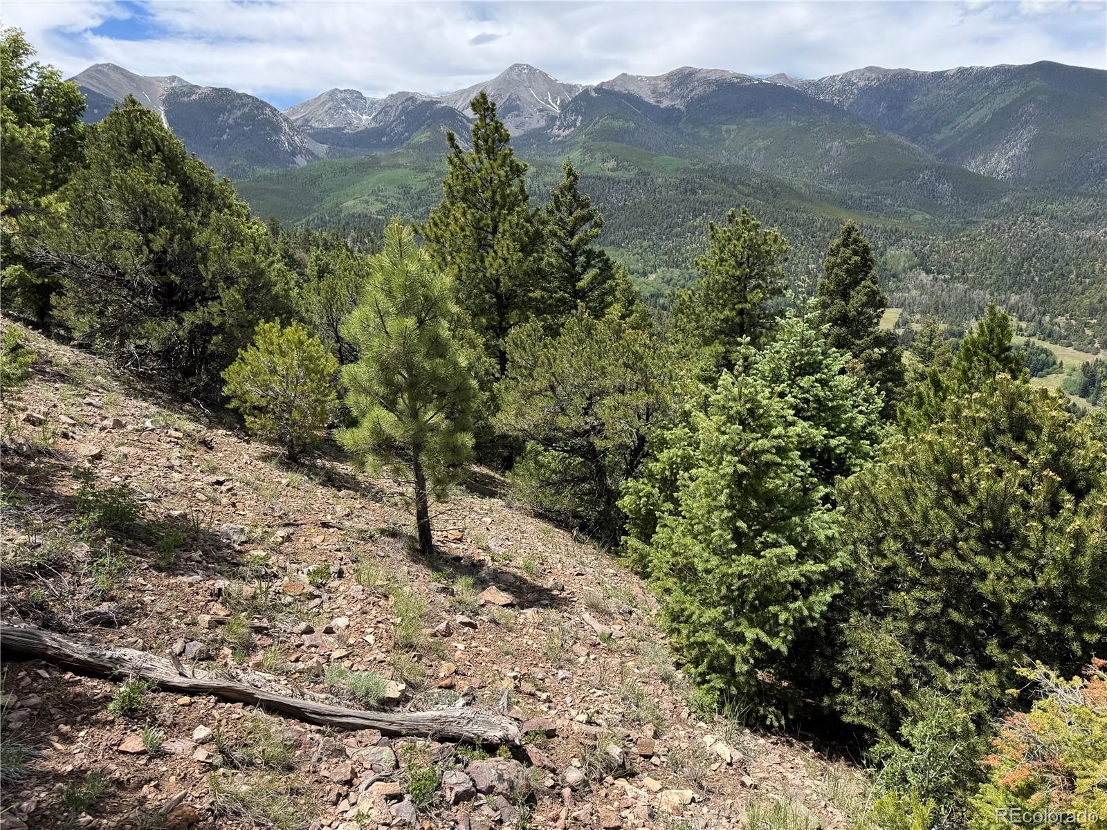 Knotty Pine Road