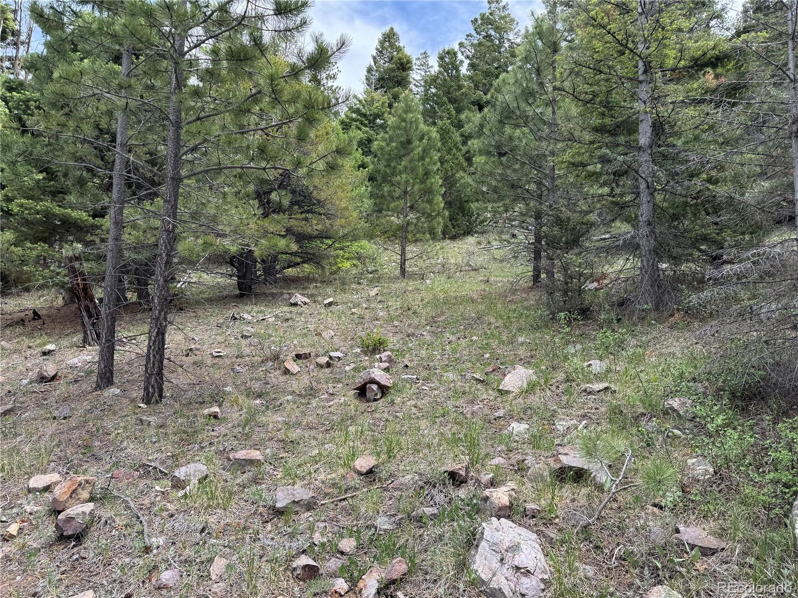 Knotty Pine Road