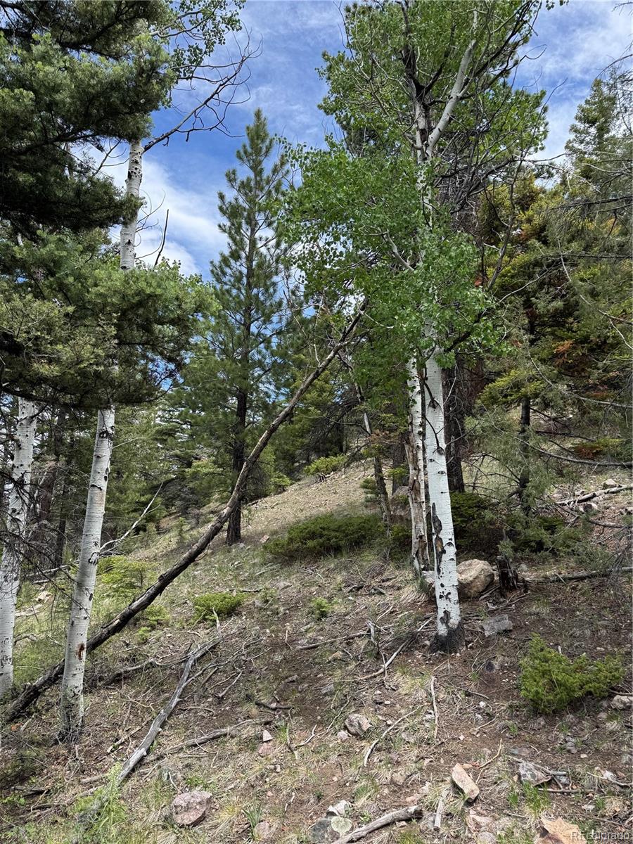Knotty Pine Road