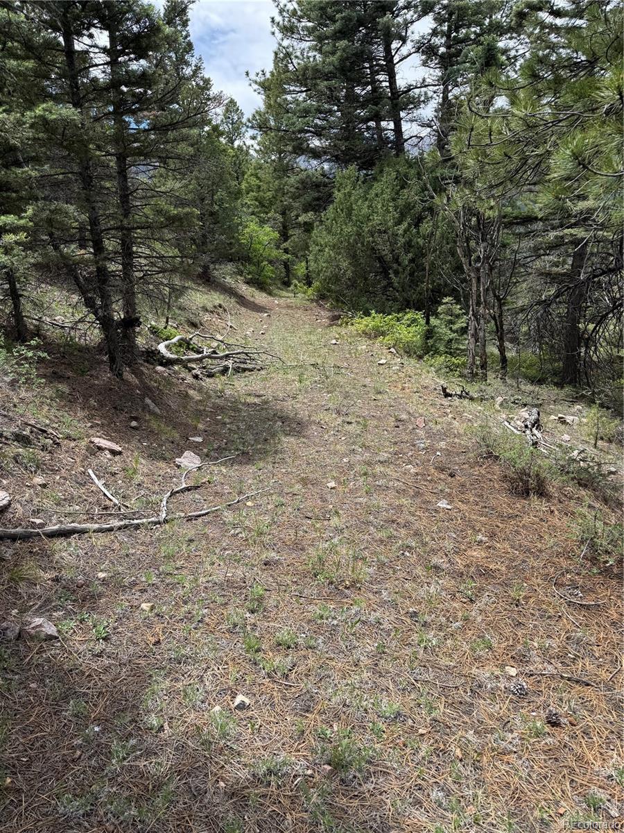 Knotty Pine Road