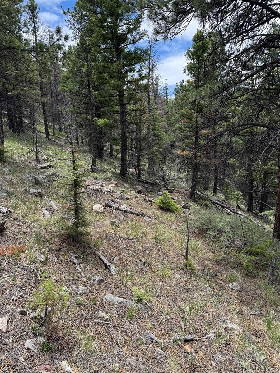 Knotty Pine Road