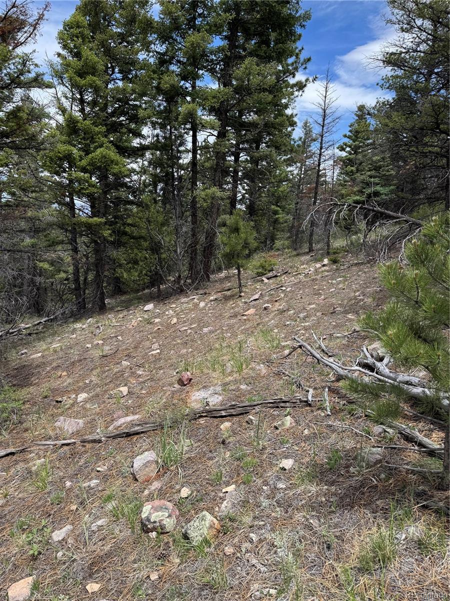 Knotty Pine Road