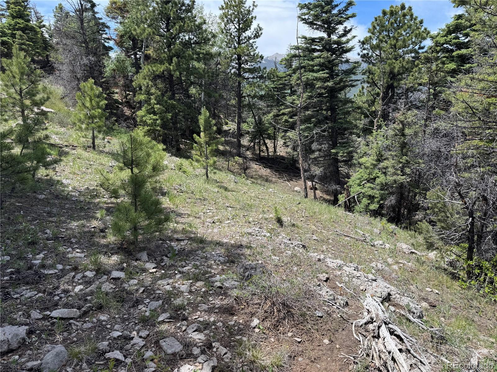 Knotty Pine Road