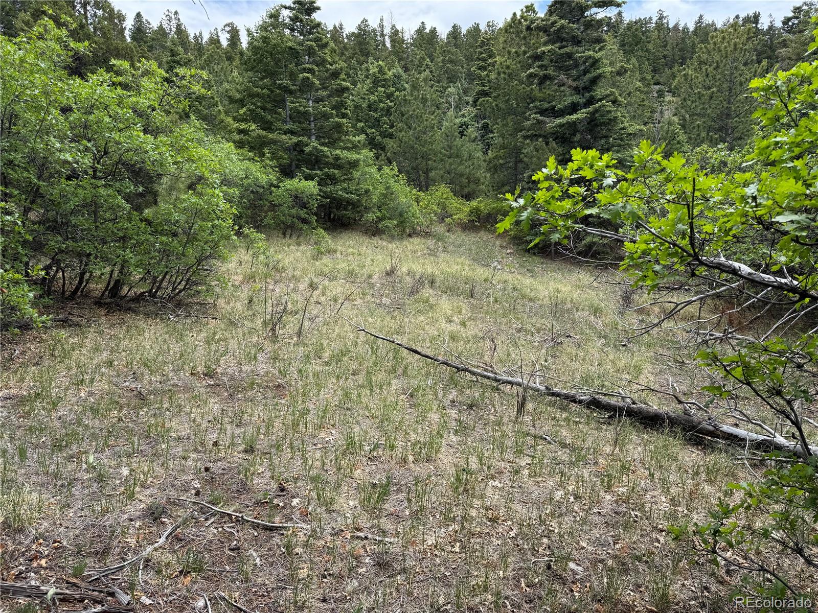 Knotty Pine Road