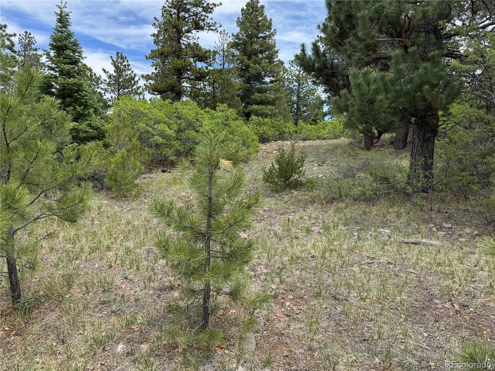 Knotty Pine Road