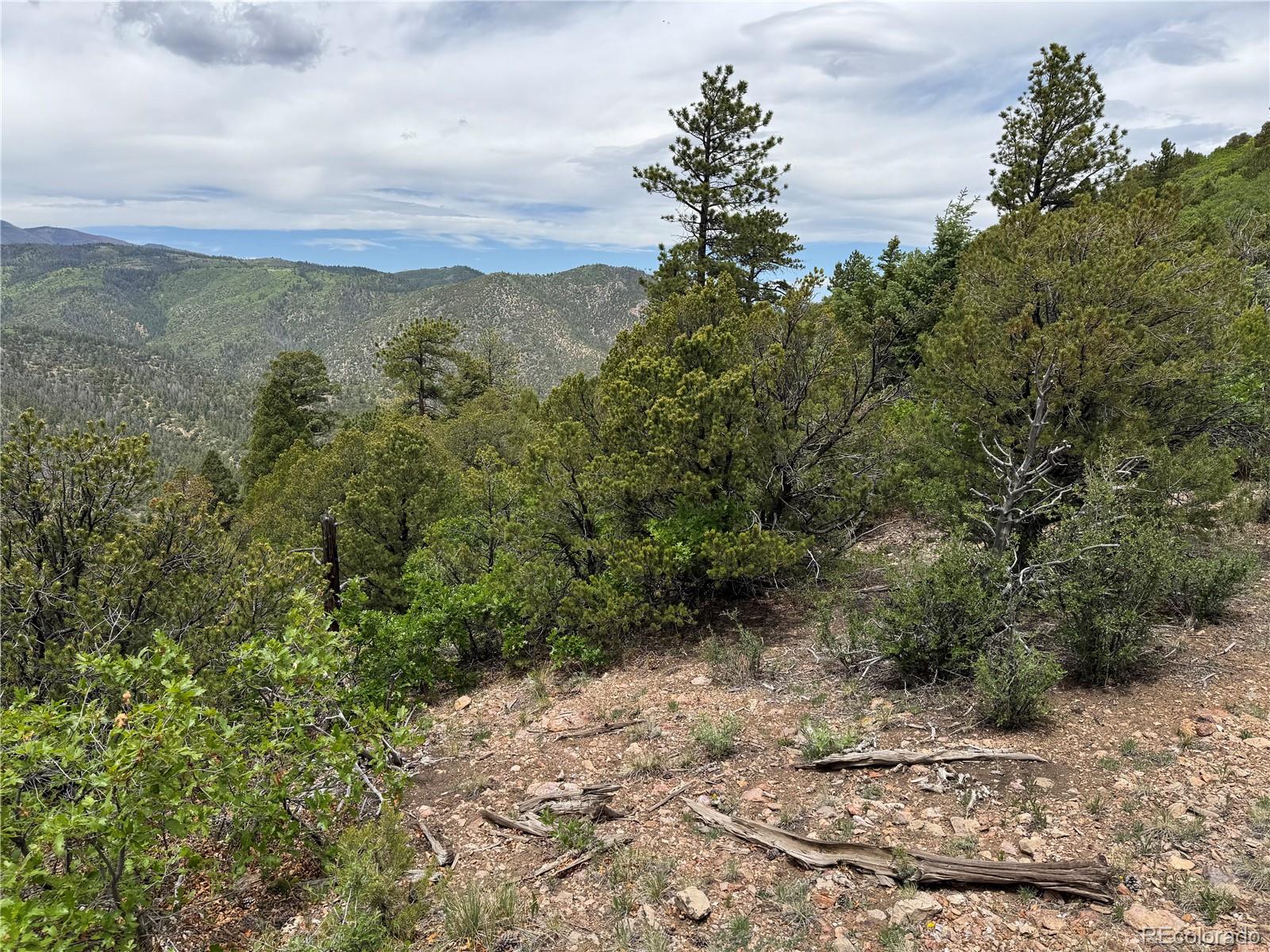 Knotty Pine Road